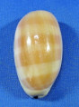 Lyncina leviathan bouteti